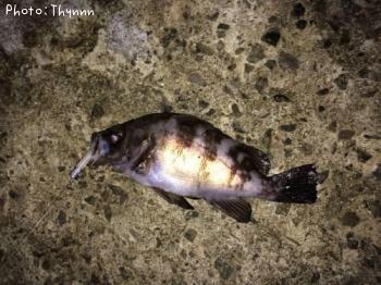 ��Х�ܥ���ƨ��