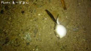 �����ա�