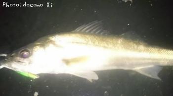 �����Х�