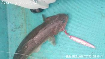 �參��������