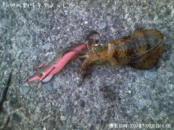 ¥¢¥ª¥ê¥¤¥«