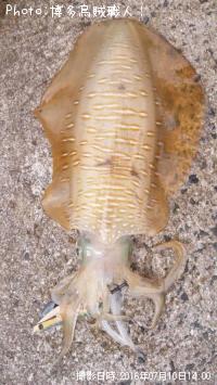 �����ꥤ��