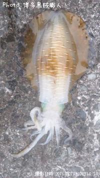 �����ꥤ��