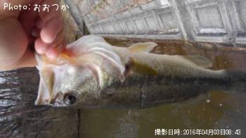 �֥�å��Х�