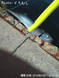 ���ޥ���