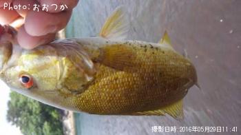 ���⡼��ޥ����Х�