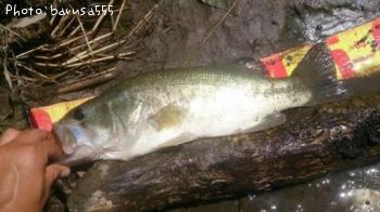 �֥�å��Х�