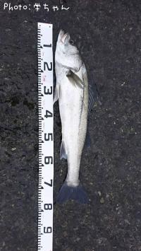 �����Х�