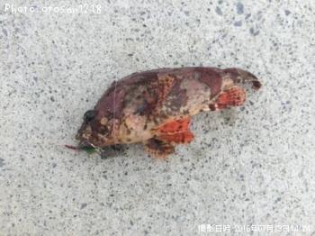 �������Х�