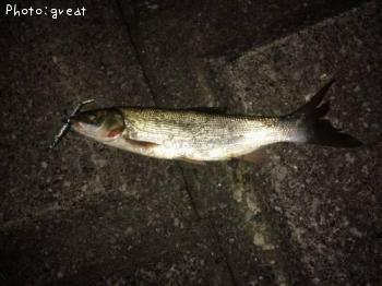 ¥Þ¥ë¥¿¥¦¥°¥¤