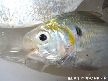 ��������ڥ�奦���奦�ɥ�������