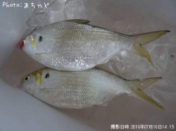 ��������ڥ�奦���奦�ɥ�������