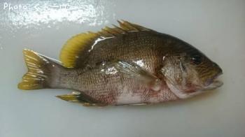 ¥Ê¥ß¥Õ¥¨¥À¥¤