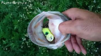 ¥Ö¥é¥Ã¥¯¥Ð¥¹