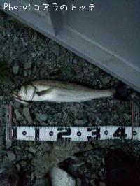 �����Х�