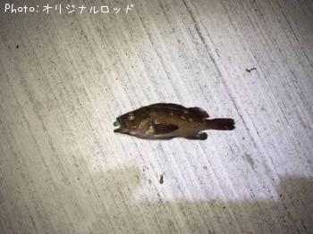 ¥¨¥¾¥á¥Ð¥ë