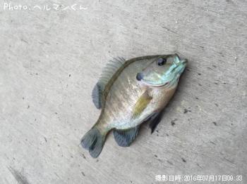 ¥Ö¥ë¡¼¥®¥ë