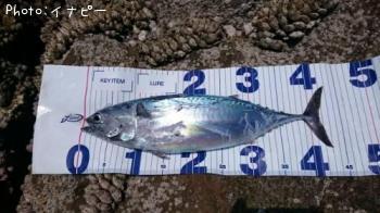 ¥Ò¥é¥½¥¦¥À