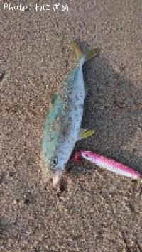 �����å�