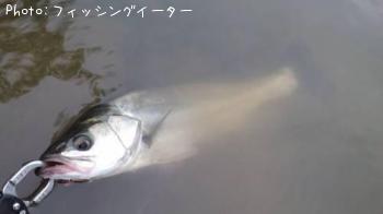 ¥·¡¼¥Ð¥¹