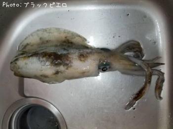 ¥¢¥ª¥ê¥¤¥«