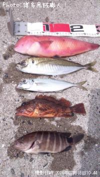 ¥¢¥¸¡¢¥«¥µ¥´¡¢¥Þ¥Ï¥¿¡¢¥Æ¥ó¥¹