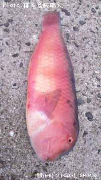 ¥¢¥¸¡¢¥«¥µ¥´¡¢¥Þ¥Ï¥¿¡¢¥Æ¥ó¥¹