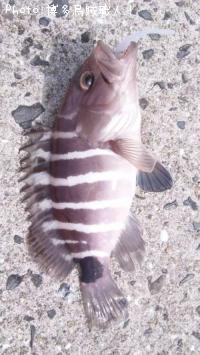 ¥¢¥¸¡¢¥«¥µ¥´¡¢¥Þ¥Ï¥¿¡¢¥Æ¥ó¥¹