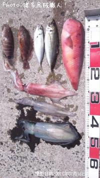 ¥¢¥¸¡¢¥«¥µ¥´¡¢¥Þ¥Ï¥¿¡¢¥Æ¥ó¥¹