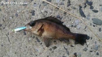 ������Х�