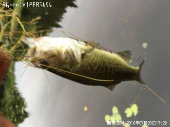 ¥Ö¥é¥Ã¥¯¥Ð¥¹