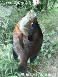 �ǥ�����