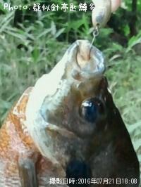 �ǥ�����