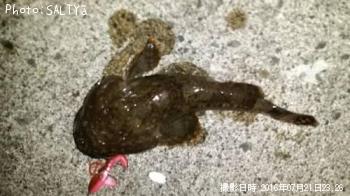 カジカ