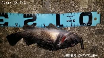 クロソイ