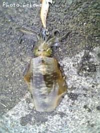 �����ꥤ��