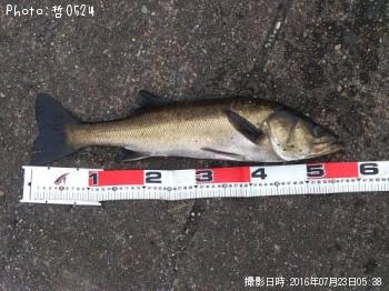 ¡¡¥·¡¼¥Ð¥¹