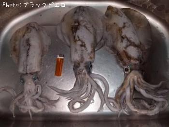 �����ꥤ��