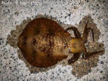 ¥¢¥ª¥ê¥¤¥«