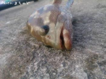 �����顼�ߡ��Х��ڥޥ���ϥ���