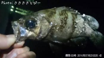 ��Х�������Х�