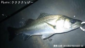 ��Х�������Х�