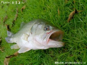 �֥�å��Х�