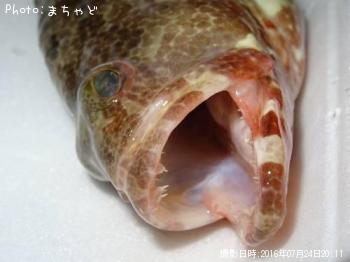 �����顼�ߡ��Х��ڥޥ���ϥ���