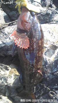 �����ʥ�