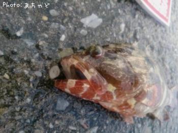 �����顼�ߡ��Х��ڥޥ���ϥ���