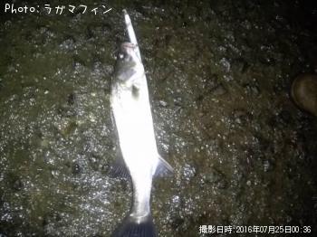 �����Х�