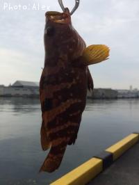 �����ϥ�