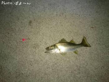 �����Х��ʾС�