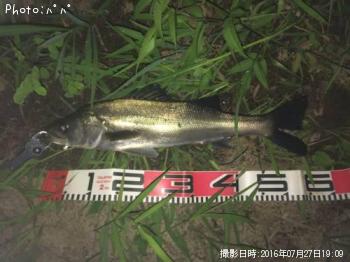 ¥·¡¼¥Ð¥¹